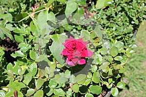 Damask rose Magnoliophyta