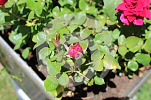 Damask rose Magnoliophyta a