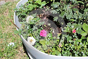 Damask rose Magnoliophyta b