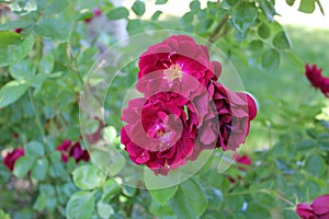 Damask rose Magnoliophyta blooming and dying b