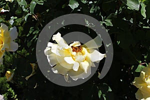 Damask rose Magnoliophyta flower close up dying