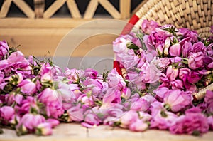 damask roses falling out of a basket