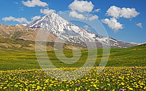 Damavand mountain and flower fields