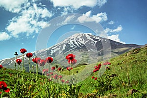 Damavand and Papaver flowers, Iran photo