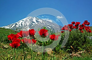 Damavand and Poppy flowers, Iran