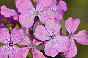 Dame`s Rocket flower