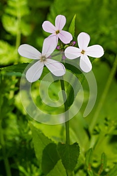 Dame`s Rocket - Hesperis matronalis