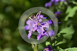 Dame`s rocket flowers