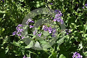 Dame`s rocket flowers