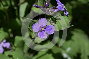 Dame`s rocket flowers