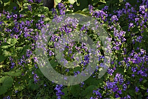 Dame`s rocket flowers