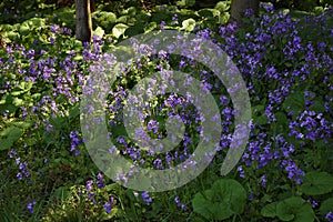 Dame`s rocket flowers