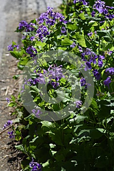 Dame`s rocket flowers