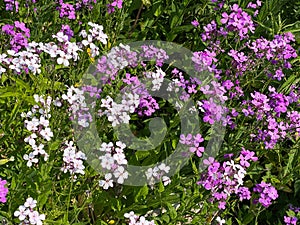 Dames Rocket flowers violet white blossoms