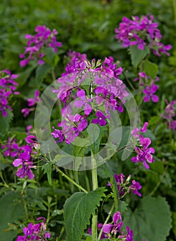 Dames Rocket or Hesperis matronalis.