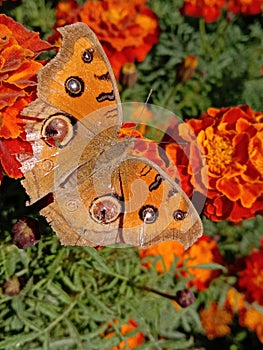 Damge butterfly near the death photo