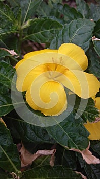 The Damiana, the Aphrodisiaca plant