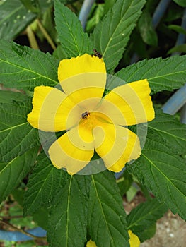 Damiana Flower known as Turnera diffusa