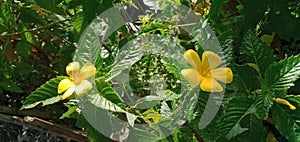 Damiana,Turnera diffusa is a plant with yellow flowers,used as herbal medicine.