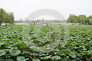 Daming Lake, Jinan City, Shandong province, China Park