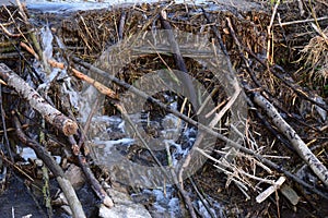 A dammed Beaver dam