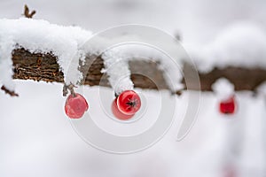 Dammeri fruits in winter scenne