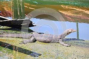 Damn is a reptile in South Asia and Southeast Asia.to Indonesia& x27;s islands  By living in an area near a water Varanus salvator photo