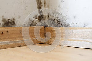 Damp buildings damaged by black mold and fungus, dampness or water.