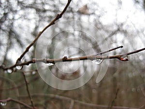 A damp covered branch at the back of the Chateau de Vincennes, Paris