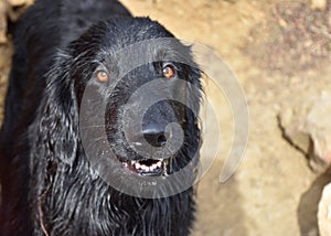Damp Flat-Coated Retriever Dog on a Sunny Day