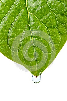 Damp leaf with drop of water
