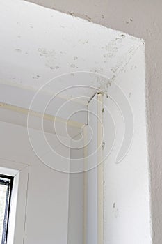 Damp Mold on Wall and Window Frame