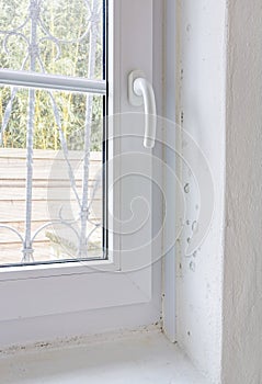 Damp Mold on Wall and Window Frame photo