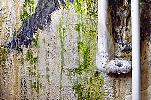 Damp and moldy wall with algae. Water Leaks.