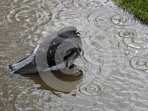 Damp pigeon