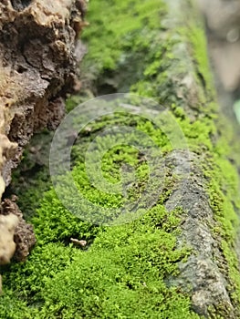 damp rocks covered with moss