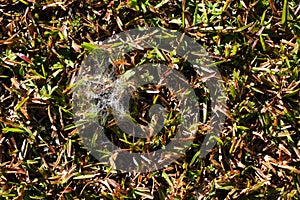 Damp spider web in a textured lawn background