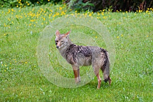 A damp suburban adult coyote standing on the edge of a meadow