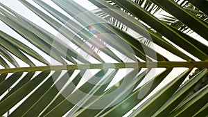 a damp wet caribbean vacation palm tree fronds paradise island fruit climate shade exotic flora leaves shrub foliage florida