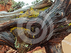 Damp Wood with Lichen Close Texture
