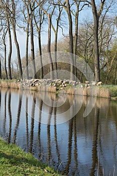 Damse Vaart flock of sheep in Belgium