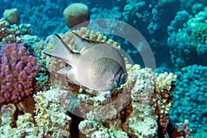 Damsel-Fish (amblyglyphidodon leucogaster)