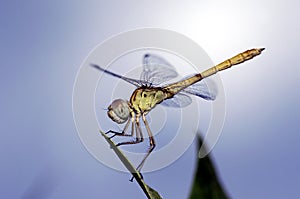 Damsel fly