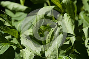 Damsel Fly Odonata Zygoptera sitting on a leaf