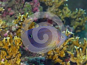 Damselfish