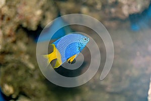 Damselfish