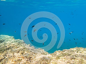 Damselfish in azure waters