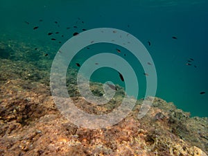 Damselfish in azure waters