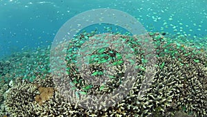 Damselfish and Coral Reef