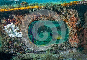 Damselfish Framed - Bridge Span Artificial Reef